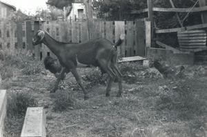 Introductory image to a photo gallery by Danne Polk